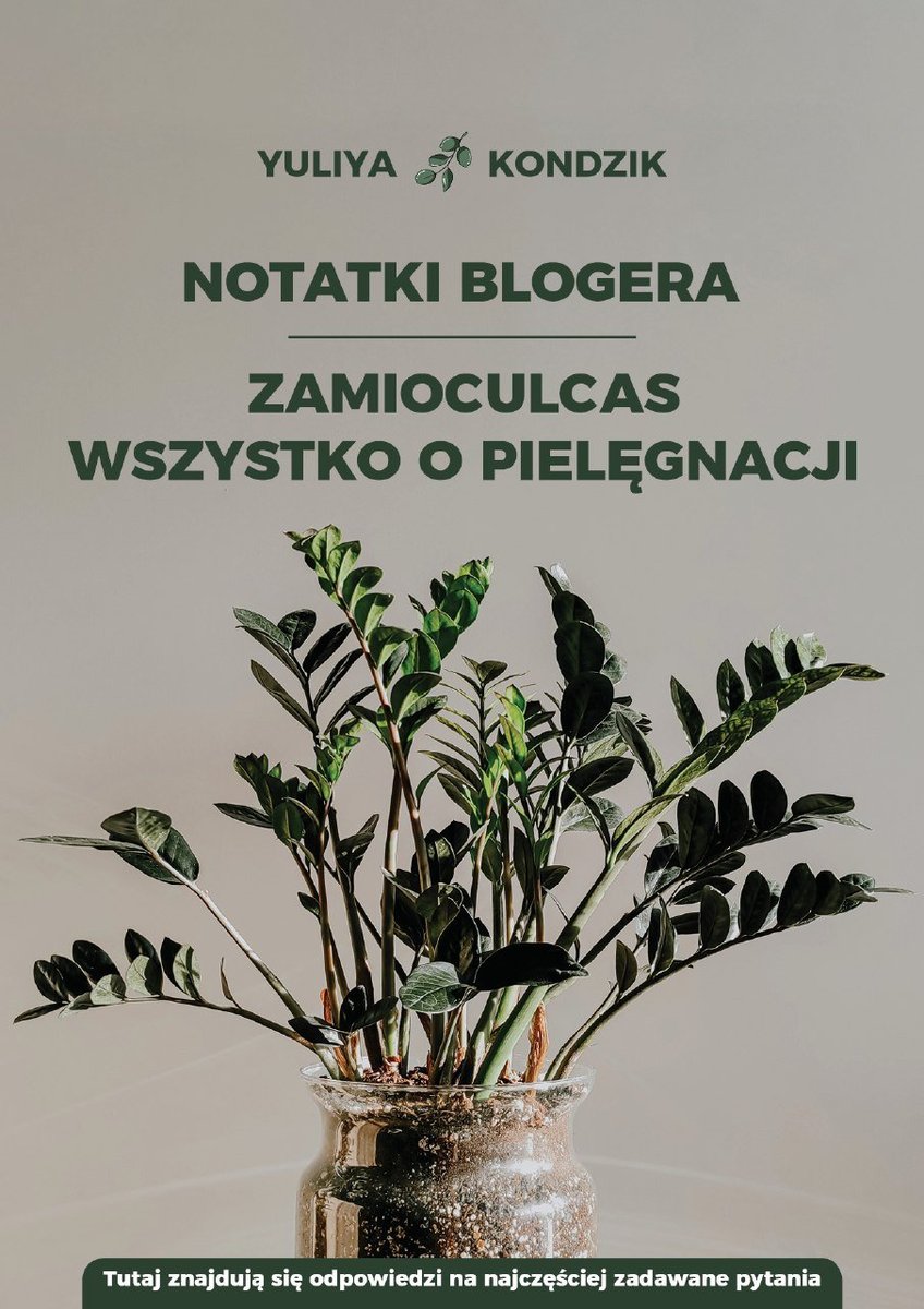 Notatki blogera zamioсulсas wszystko o pielęgnacji okładka